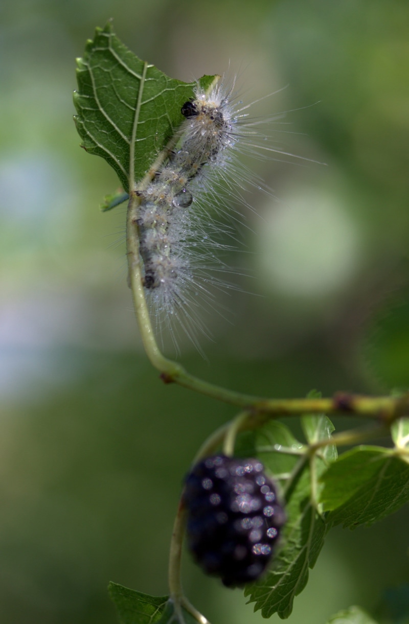 green color, invertebrate, one animal, plant part, outdoors, Fruit, nature, animal wildlife, day, animal themes, animal, Duda, Caterpillar, beauty in nature