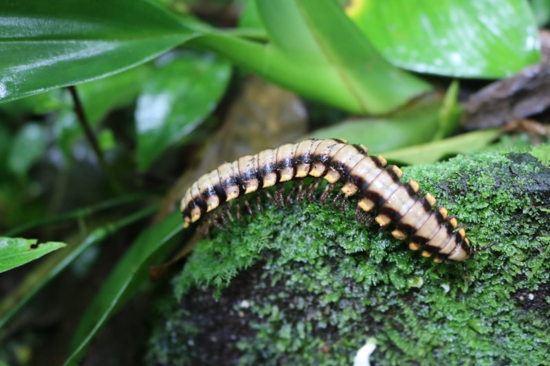 plant, bug, animal wildlife, plant part, worm, no people, animals in the wild, reptile, caterpillar, animal themes, day, outdoors, rainforest, wildlife