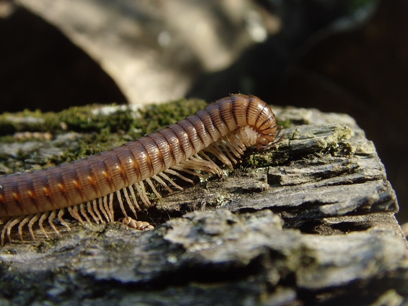 millipede, 2K