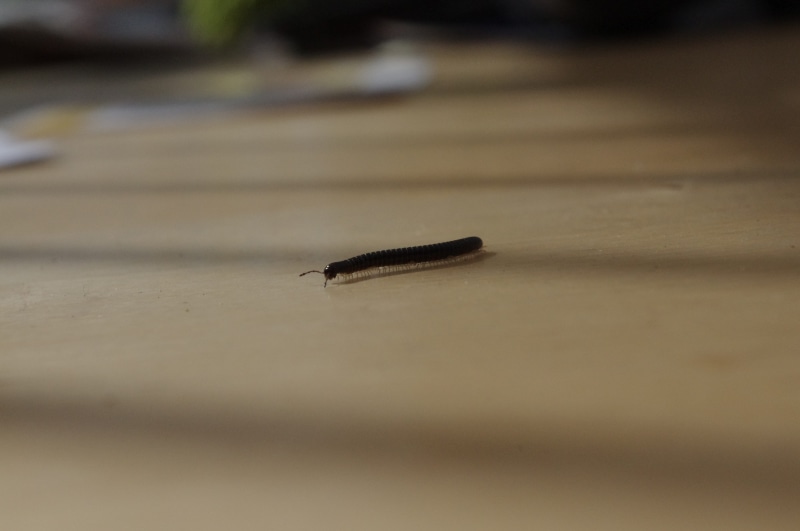 day, one animal, surface level, selective focus, invertebrate, pencil, animal, table, single object, no people, animal themes, insect, millipede, still life