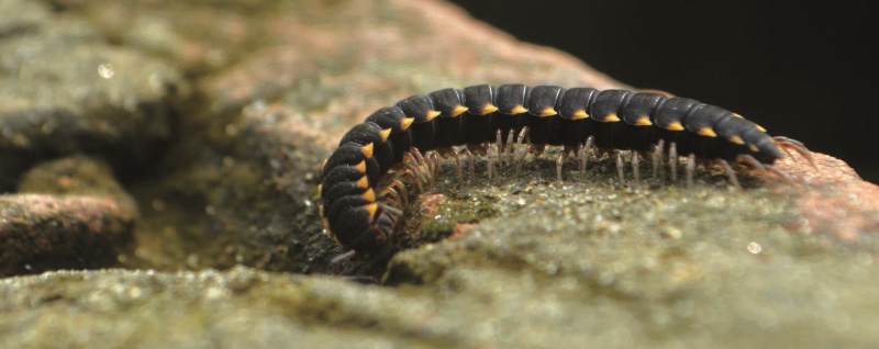 millipedes, green color, outdoors, 2K, life, marine, no people, animal themes, animals, reptile, wildlife, animals in the wild, plant, invertebrate, one animal