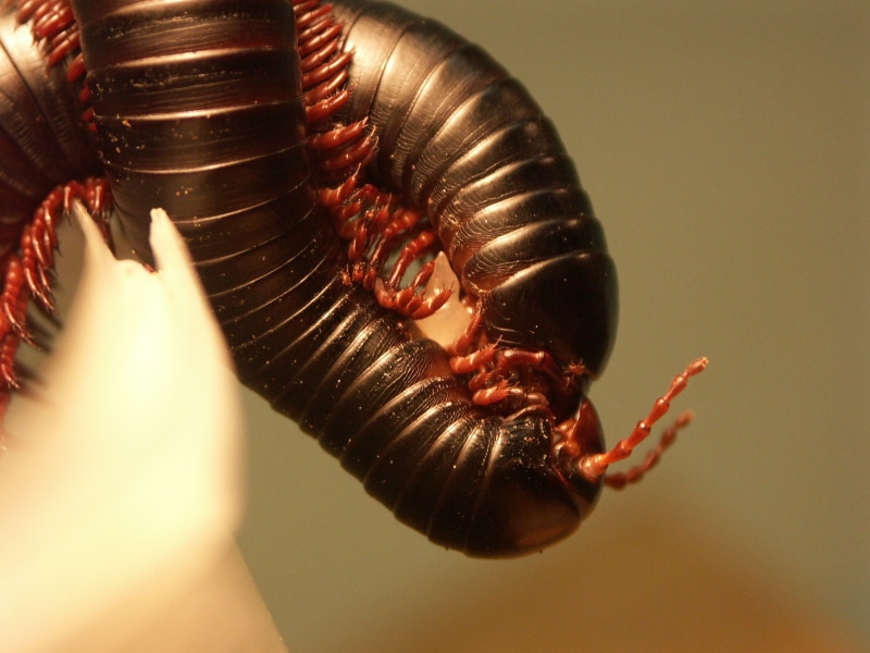 millipede, 2K