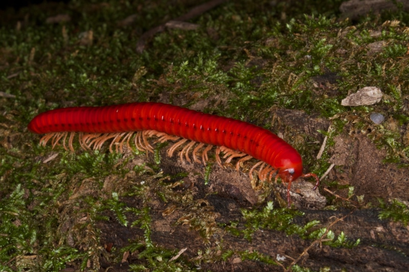 4K, Animal, Millipede