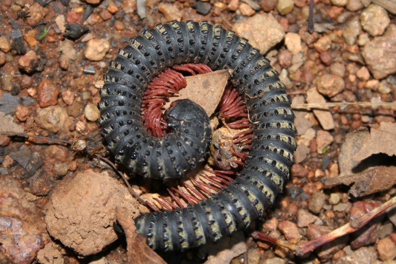 2K, Animal, Millipede