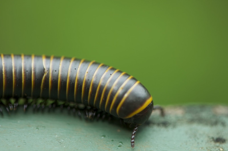 Animal, Millipede, 1080P