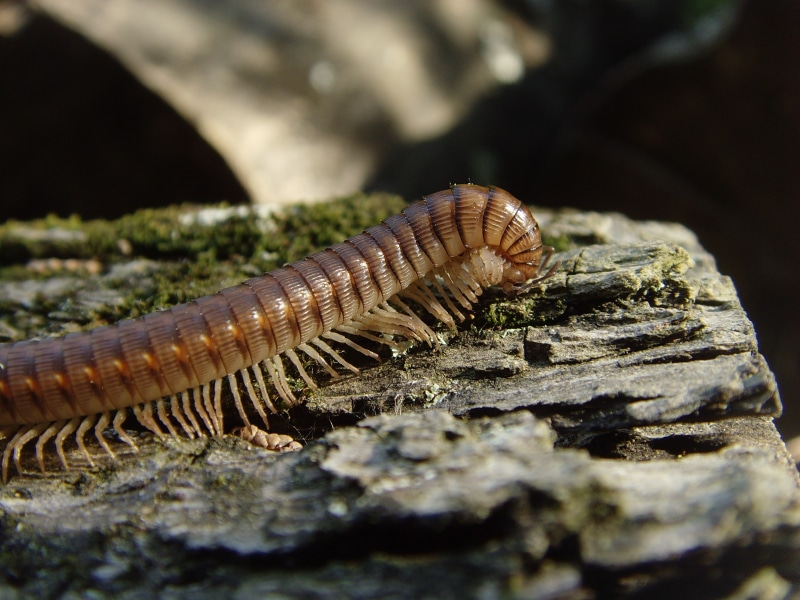 Animal, Millipede, 2K