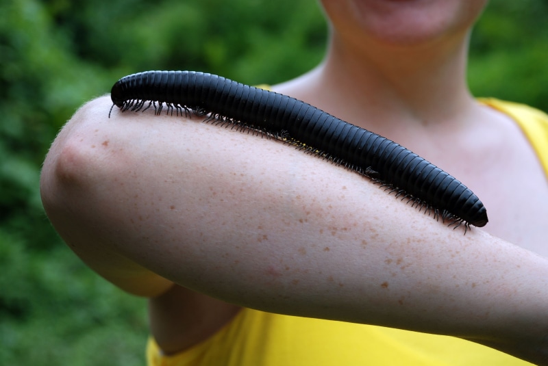 Animal, Millipede, 4K