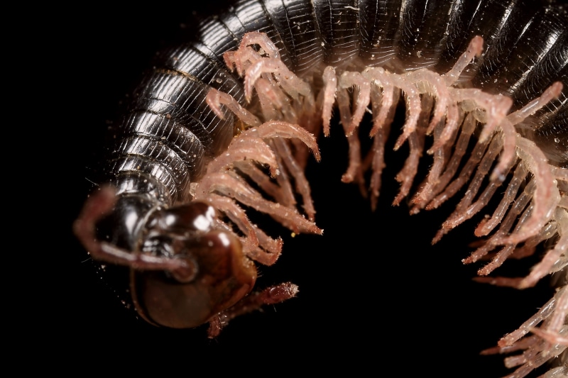 Animal, Millipede, 2K