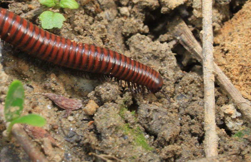 day, poisonous, hydrogen, arthropod, 1080P, animal wildlife, land, no people, caterpillar, animals, myriapoda, animals in the wild, animal, cyanide, arthropods