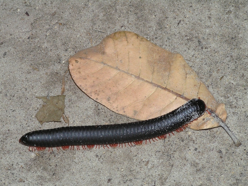 directly above, nature, one animal, invertebrate, africa, zoology, feet, food, centipede, close-up, high angle view, animals in the wild, legs, animals