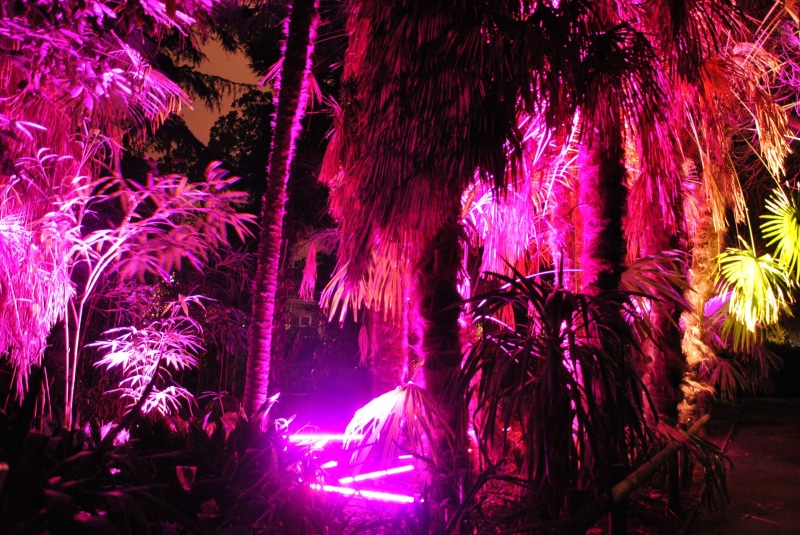 event, firework, arts culture and entertainment, illuminated, motion, multi colored, light, long exposure, tree, enjoyment, neon, pink color, pink, plant