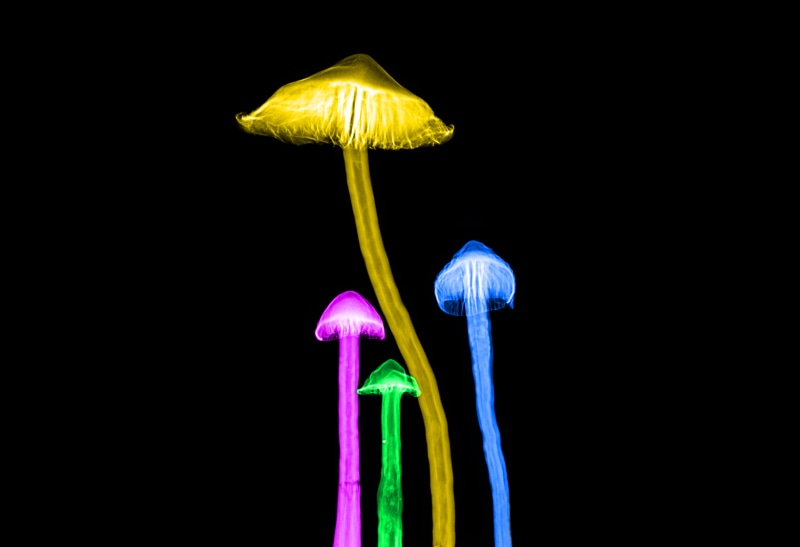 illustration, underwater, neon mushrooms, 5K, yellow, green, blue, nature, backgrounds, jellyfish, mushroom, neon colours, xray, red, animal, mushrooms