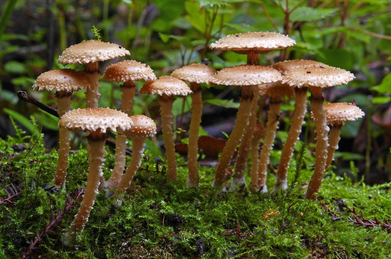 2K, fungus, toadstool, Pholiota, plant, Panasonic, green leaf, nature, poisonous, forest, leaf, season, food, lumix FZ1000, toxic Substance, near, Mushroom
