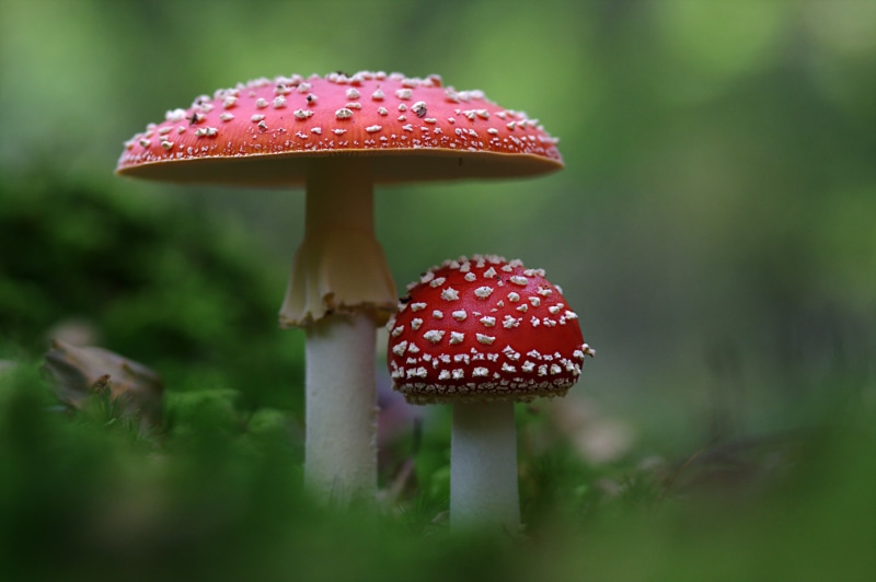 amanita Parcivolvata, autumn, grass, selective focus, vegetable, season, nature, toxic Substance, plant, white, forest, spotted, 2K, food, fly agaric