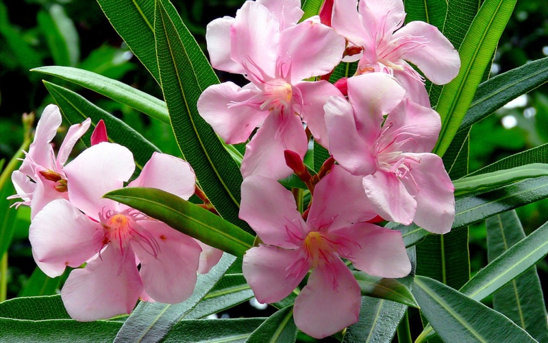 tablet, oleander, k, laptop, mobile, nerium, doctrinal, tree, computers, ultra, pink, toxic, family, apocynaceae, plants, desktop, bush, hd, green, flowers