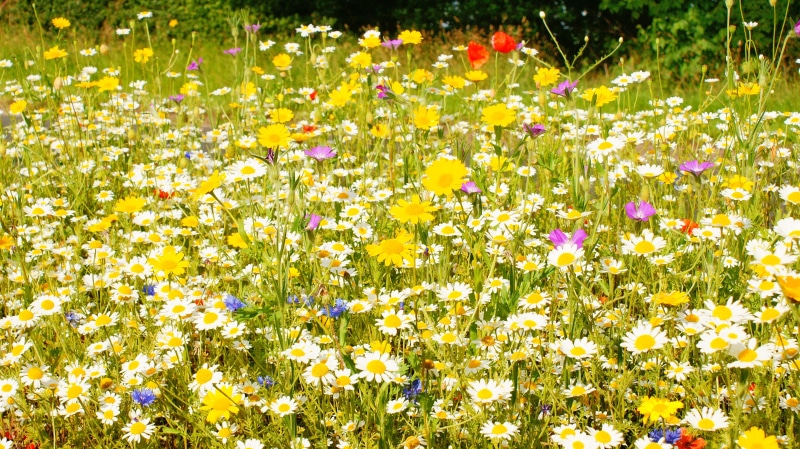 nature, summer, blossom, flower, meadow, mixture, colorful, wildflower, botanical, land, petal, freshness, plant, yellow flowers, Yellow, red, backgrounds