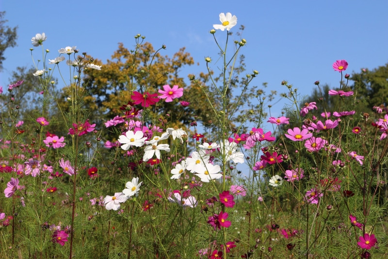 flower, sky, pink, multi colored, summer, beauty in nature, field, ornamental garden, grass, flowers, blue, freshness, white, landscape, green, growth