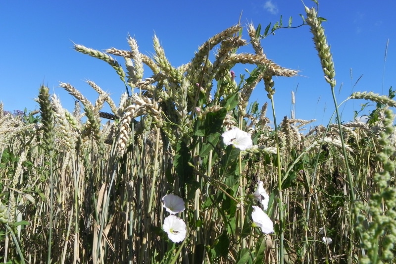 cotton plant, no people, beauty in nature, close-up, climber, clear sky, blue, nature, plant, agriculture, outdoors, 2K, spike, field, tranquility, freshness