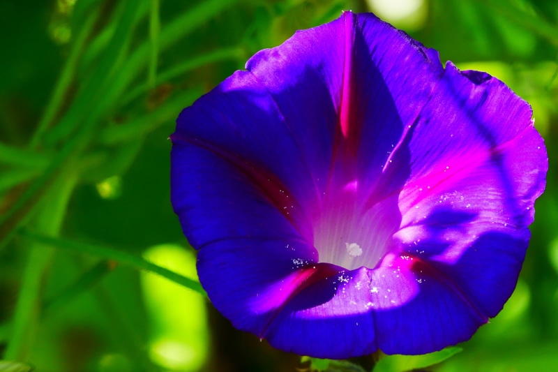 botany, 1080P, beauty in nature, fast growing vine, shaped, plant, flower images, flower, flower head, inflorescence, day, fragility, vulnerability, glory