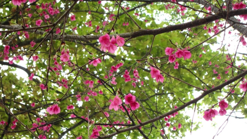 prunus, five petals, lush green, serrulata, 1080P, calyx funnel-shaped, nature and landscapes, refreshing