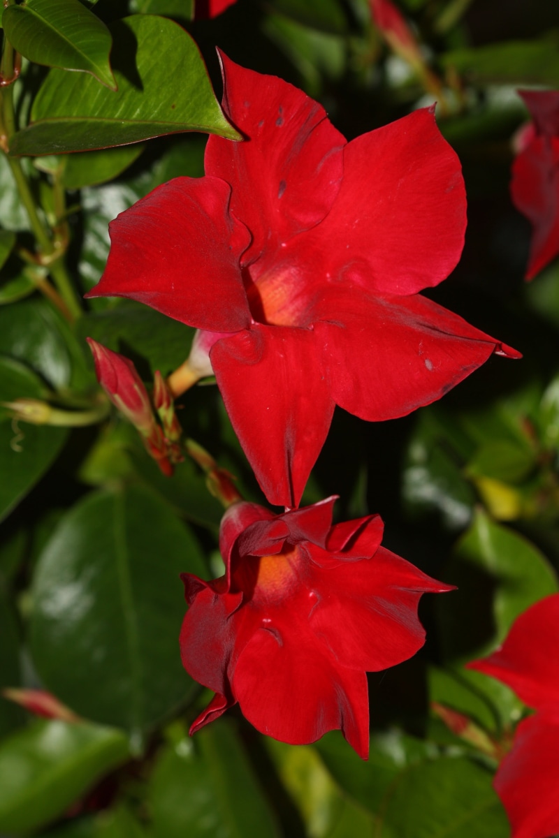 velvety red, leaf, crop, inflorescence, flower head, growth, flower, flowering plant, climber, red, vulnerability, plant part, day, plant, blossom, mandevilla