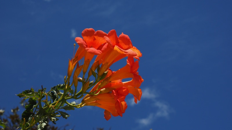 blossom, trumpet vine, campsis grandiflora, trumpet flower-arte, oblong, growth, bloom, petal, fragility, blue, tubular, flower head, bright, petaled, sky