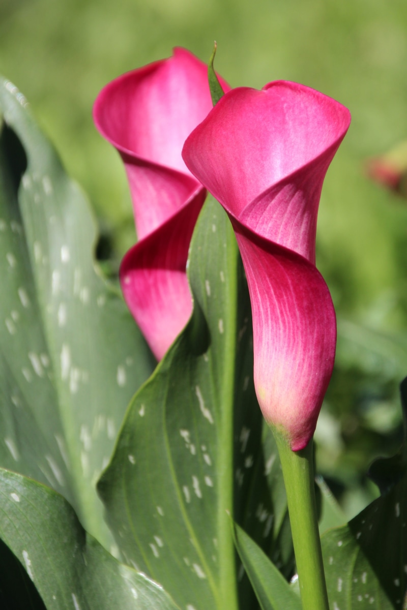 flowering plant, growth, Funnel, 5K, Flower, drop, blossom, close-up, plant part, no people, outdoors, leaf, vulnerability, pink color, beauty in nature