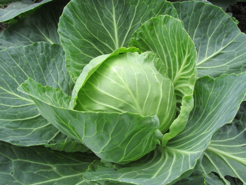 green, vegetable growing, vitamins, plant part, eat, green color, close, about, photography, blade basic, close-up, raw, growth, ascorbic acid, tasty, vegetable garden