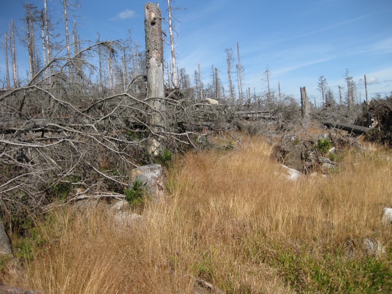 dead wood, day, forest, tranquil scene, grass, tranquility, dying tree, growth, landscape, nature, beauty in nature, non-urban scene, field, land, 2K