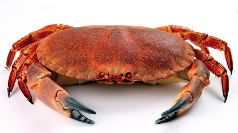 steamed, claw, dinner, crab - seafood, seafood, one animal, crab, animal themes, prepared Shellfish, close up, single object, meal, food And Drink, cut out