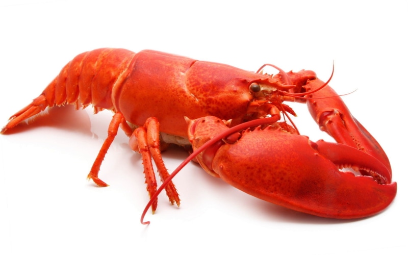 crustacean, no people, cut out, animal themes, animal, white background, seafood, food and drink, boiled, 1080P, claw, healthy eating, freshness