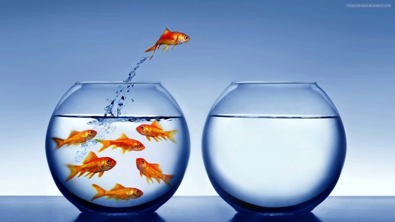 hd, Goldfish, animals, art, x, tank, FISH, 720P, bowls