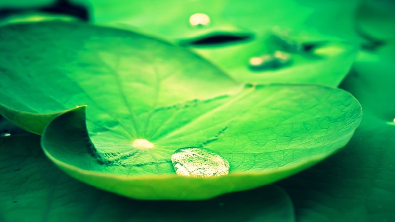 tank, leaves, selective focus, close-up, water drops, plant part, nature, no people, fish, 1080P, one animal, plant, animal wildlife, drop, lotus flowers