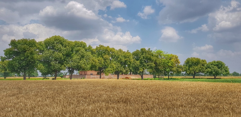 field, crop, produce, dilshadrzu, outdoors, fields, tranquility, hafizabad road, tree, rural scene, golden, land, scenics - nature, punjab, farm, growth