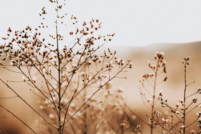 vegetation, grain, winter, vegetable, close-up, 4K, nature, beauty in nature, land, sky, blossom, grass, food, grassland, produce, sunlight, tranquility