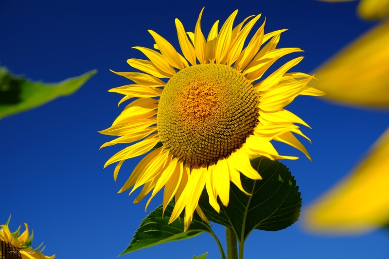 sunflower, summer, rural Scene, blue, growth, flower, Haute-Garonne, petal, leaf, 4K, agriculture, Tournesol, est, France, seed, selective focus, plant