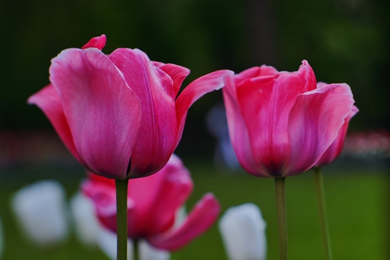 flowers, plant, tulip, f/2, Adapter, pink Color, Digital Camera, M42, beauty In Nature, scenery, flower, lens, TiltandShift, flower Head, f2, springtime