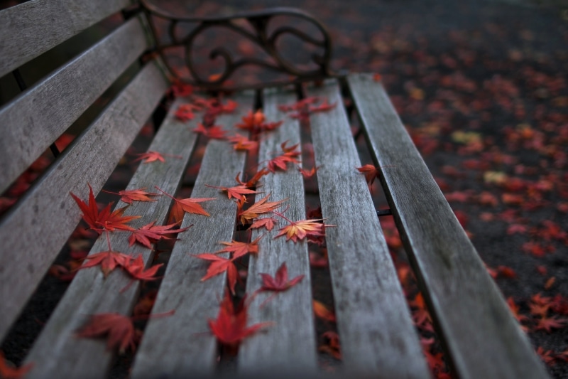 brown, 4K, red, Fujifilm X-A1, leaf, Nakamura, wooden bench, K-Mount, Bokeh, autumn, SilkyPix, outdoors, wooden, red leaf, Limited, PENTAX, FA, nature