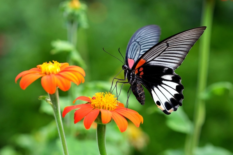 black and white, animal Wing, butterfly, animal, closeup, white Butterfly, Kadoorie Farm and Botanic Garden, insect, 60mm, Fujifilm X-T1, black, XF, summer