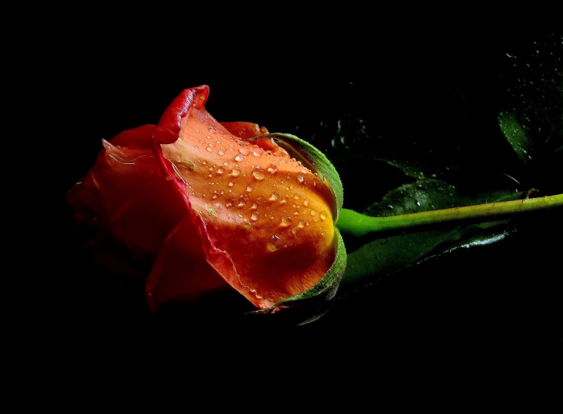 rosas, explorer, macro, rose, red rose, Photo, 2K, Explore, flowers, fujifilm X-S1, leaf, red, close-up, photograph, flores, nature