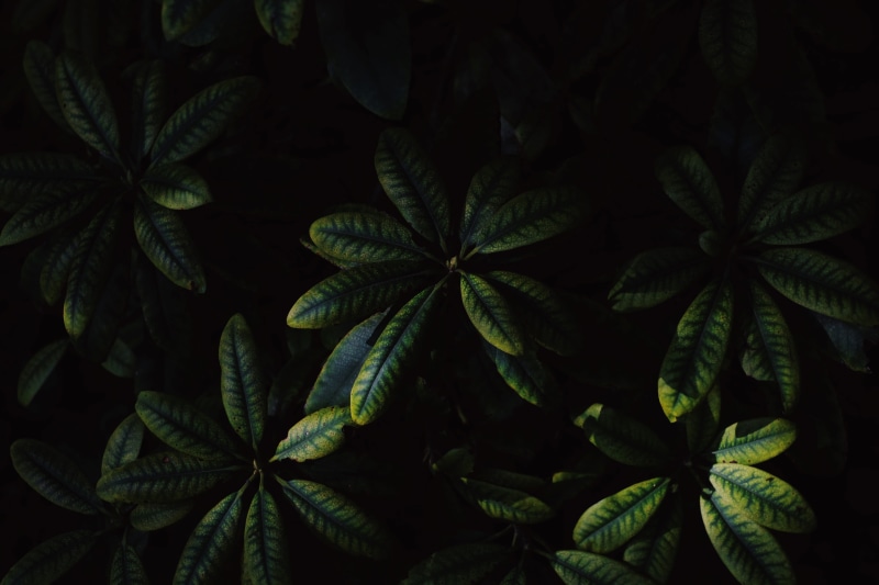 growth, urban, sunshine, leaf, directly above, 5K, outdoors, shadow, close up, beauty in nature, leaves, flora, day, no people, plants, green color, amsterdam