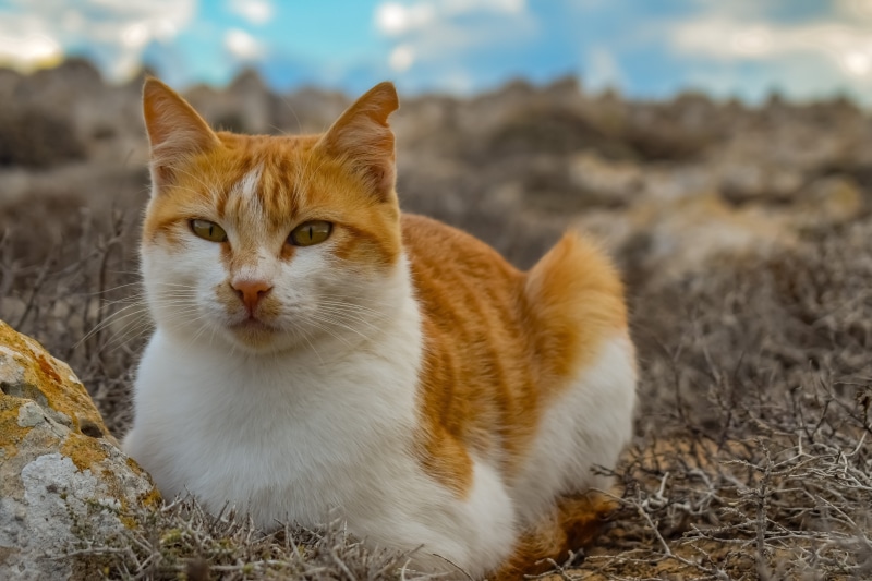 face, one animal, feline, land, staring, vertebrate, day, pets, domestic, whisker, portrait, sitting, mammal, focus on foreground, ginger cat, animal head