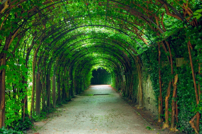 plant, long, tunnel, vanishing point, day, nature, garden, natural, indoors, footpath, the way forward, 2K, architecture, forest, arch, tree tunnel, park