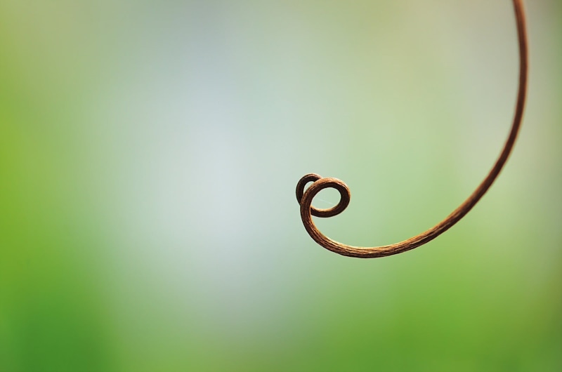 tendril, no people, close-up, day, nature, single object, green background, spiral, plants, metal, copy space, plant, curled up, indoors, studio shot, 1080P