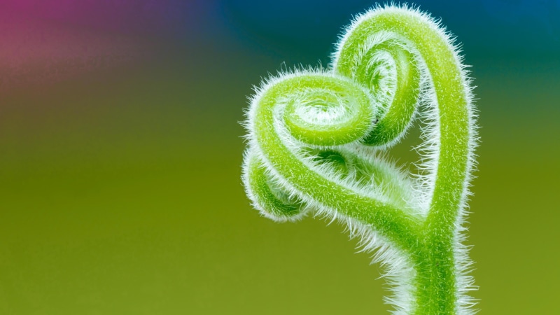 curled up, day, green color, tendril, no people, blurry, close-up, 4K, fern, beauty in nature, nature, spiral, climbing, colored background, growth, freshness