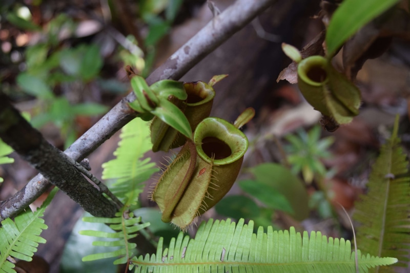 plant part, tranquility, 4K, leaf, land, beauty in nature, tendril, fragility, jungle, selective focus, plant, borneo, nature, pitcher plant, focus on foreground