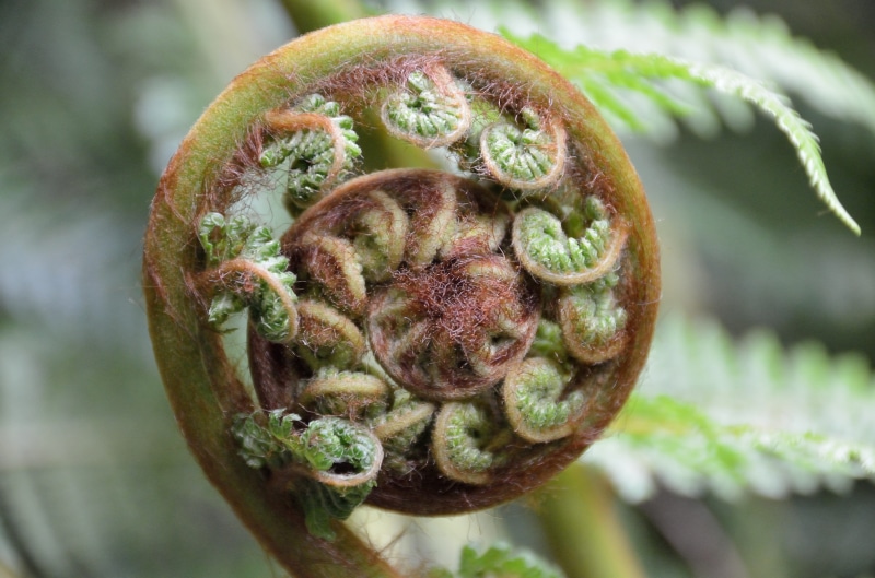 flower, focus, sprout, food, tendril, focus on foreground, koru, unroll, nature, leaf, close-up, freshness, no people, aotearoa, fern, food and drink, plant part