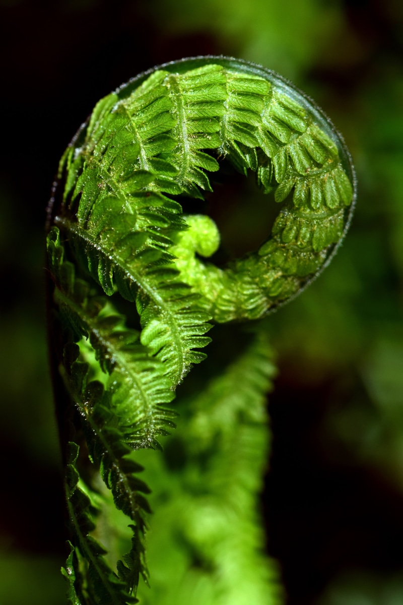 selective focus, outdoors, leaf, close, close-up, rolled up, green color, tendril, day, green, fragility, rolled-up fern leaf, leaves, spring, curled up