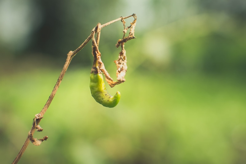 pepper, nature, tranquility, beginnings, outdoor, twig, no people, growth, dried chili, day, close-up, tree, outdoors, dried, 1080P, plant, tendril, dries