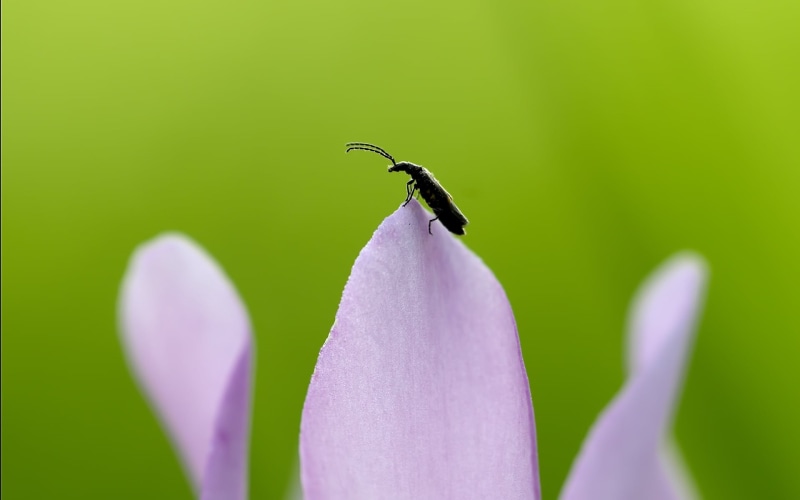 no people, plant, close-up, insect, flower head, vulnerability, leaves, black, beauty in nature, petal, flower, animal, 1080P, one animal, invertebrate